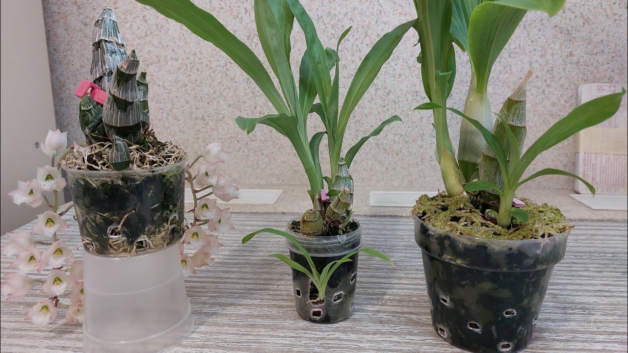 Катасетумный бэби-бум! И не совсем простых деток... Катасетум или орхидея морковка.