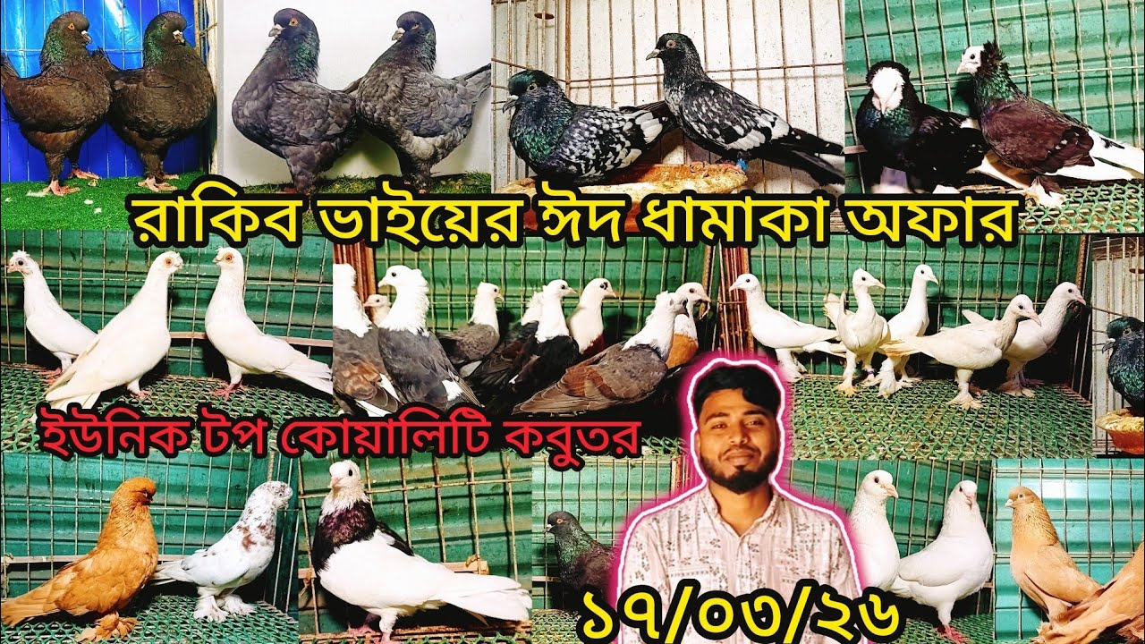 রাকিব ভাইয়ের ঈদ ধামাকা অফারে কবুতর কিনুন | pigeon video | কবুতর |