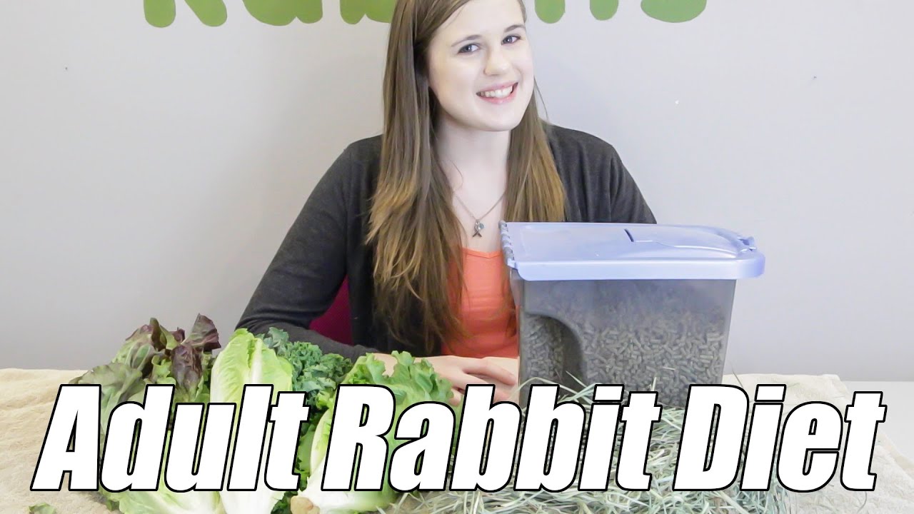 Adult Rabbit Diet