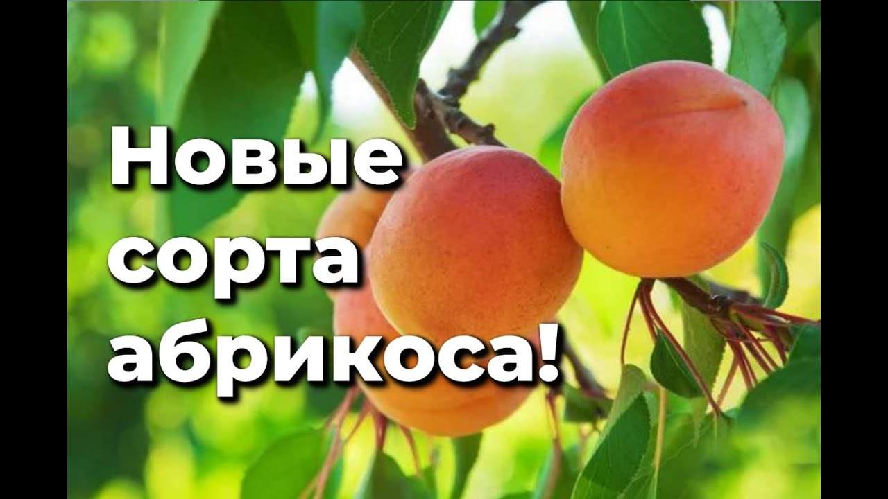 Новые уникальные сорта абрикоса.
