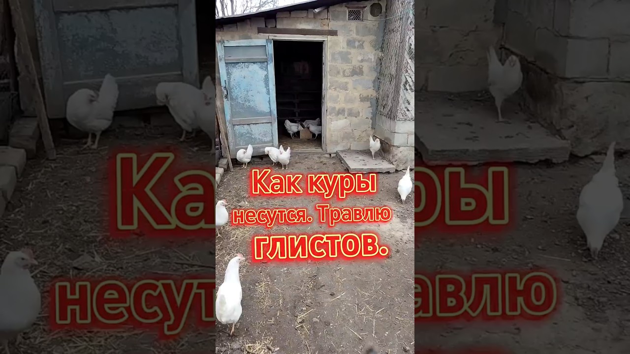 ЯЙЦА ВЁДРАМИ! 🥚 Мой секрет от глистов #хозяйство #куры #яйца #shorts