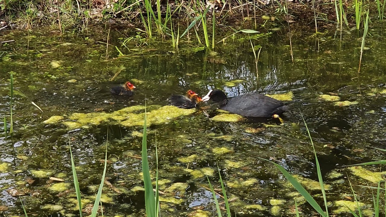 Eurasian coot with chicks - part 2 (4K UHD)