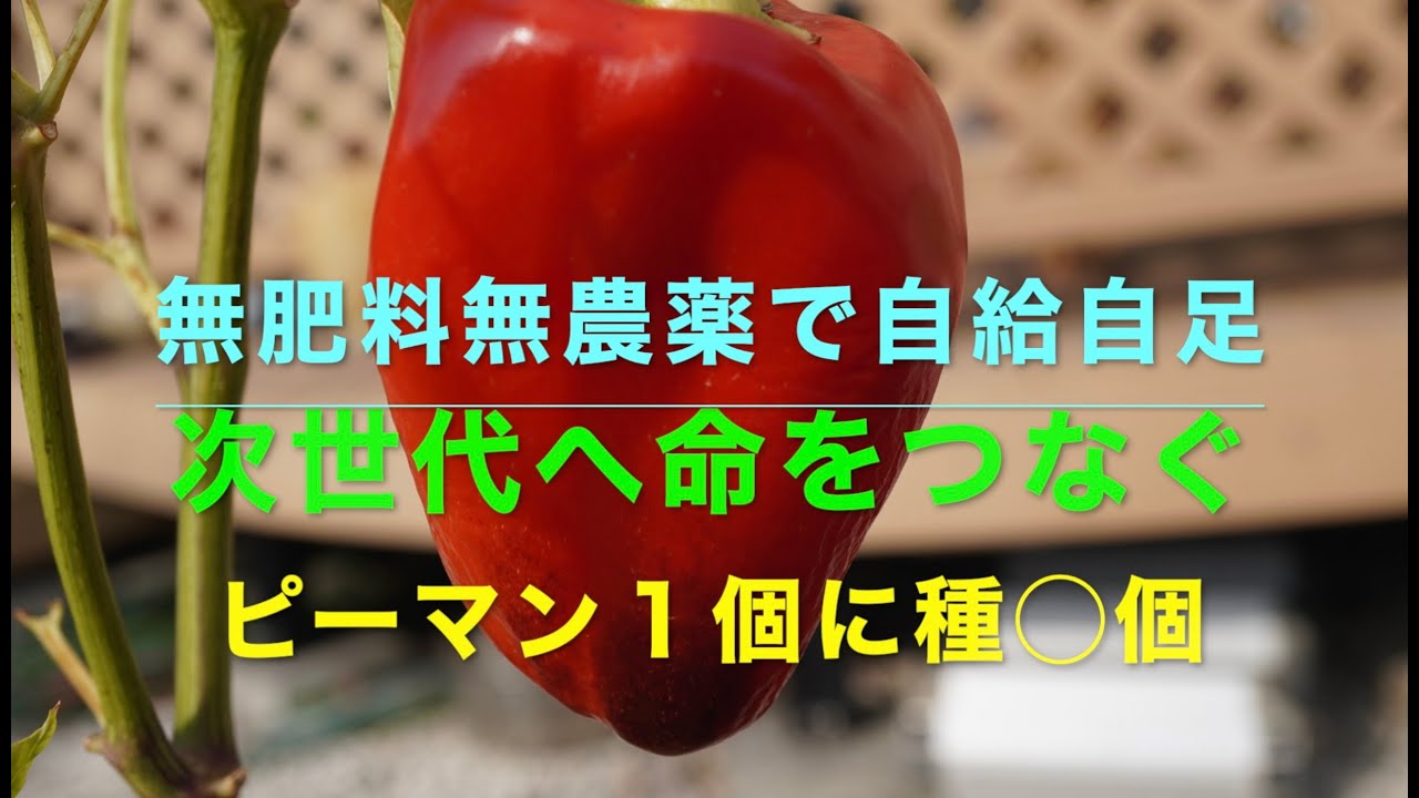 無肥料無農薬で自給自足　次世代に命をつなぐ　ピーマン🫑１個に種◯個