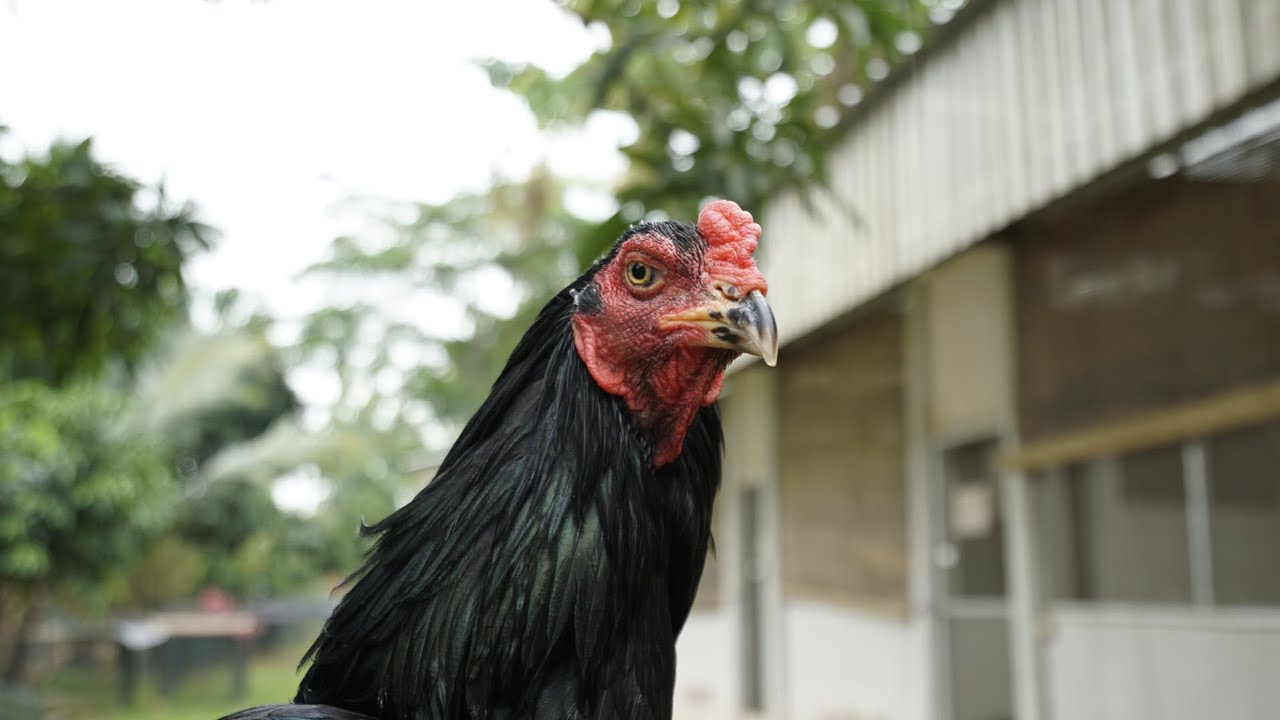 Update stock ayam 2 minggu - 3 bulan, Sango Farm Serpong