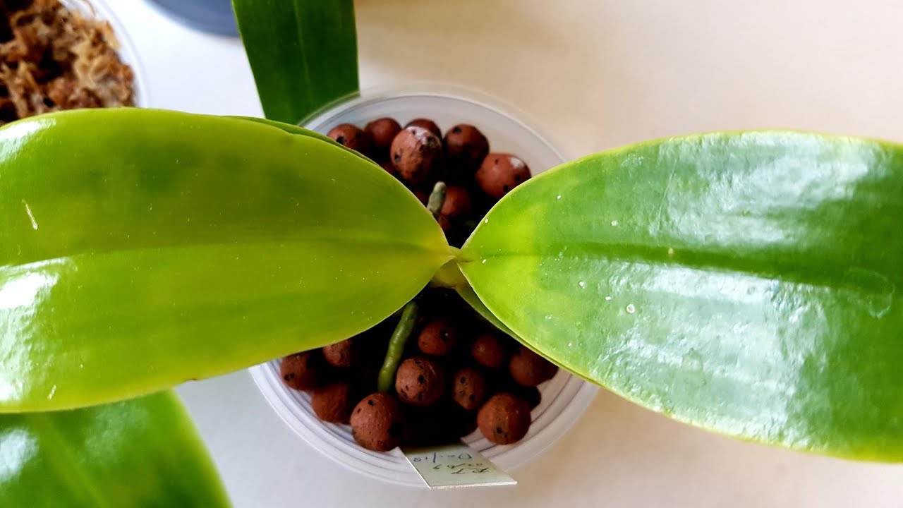 兰花镁元素缺乏症及纠正方法
Magnesium deficiency