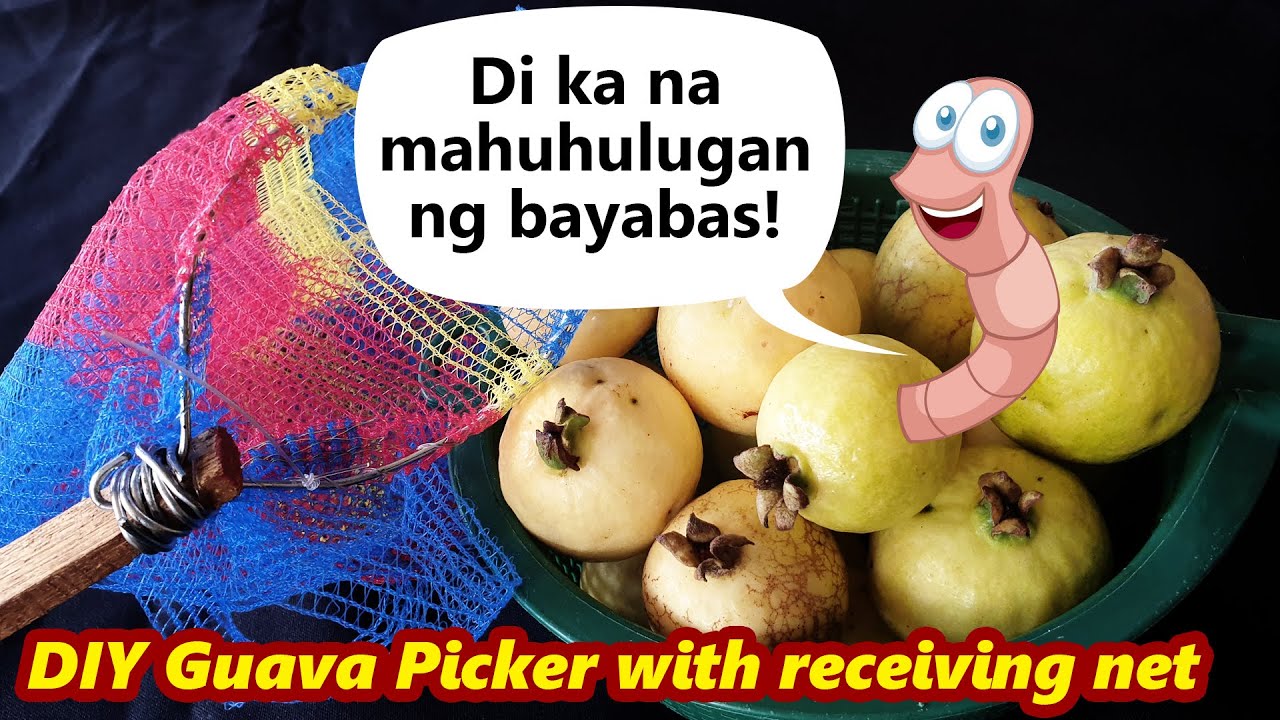 DIY Guava Picker With Receiving Net | Mamitas tayo ng bayabas gamit ang DIY guava picker
