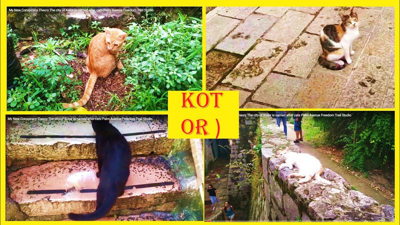 The city of Kotor is named after Cats. Relax Montenegro. Palm Avenue. Freedom Trail Studio