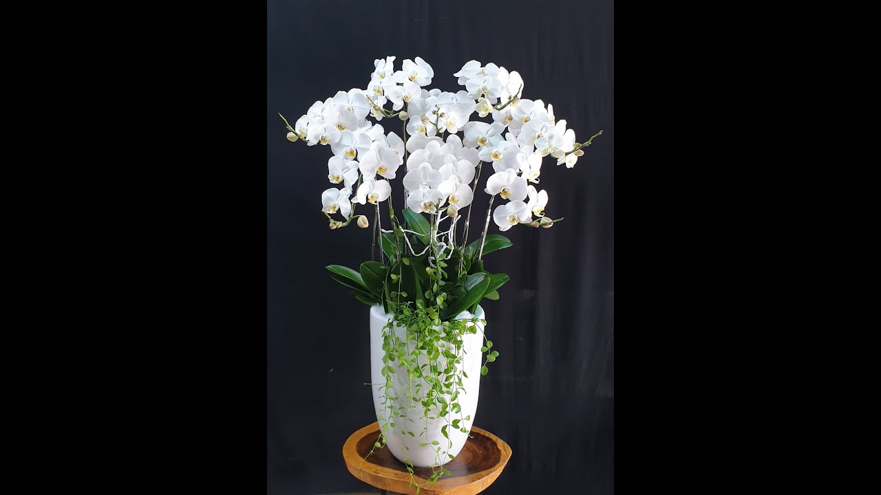 Hoa Lan Hồ Điệp / Orchid - Mẫu cắm 8 cây hoa lan hồ điệp chậu cao ( T11 )