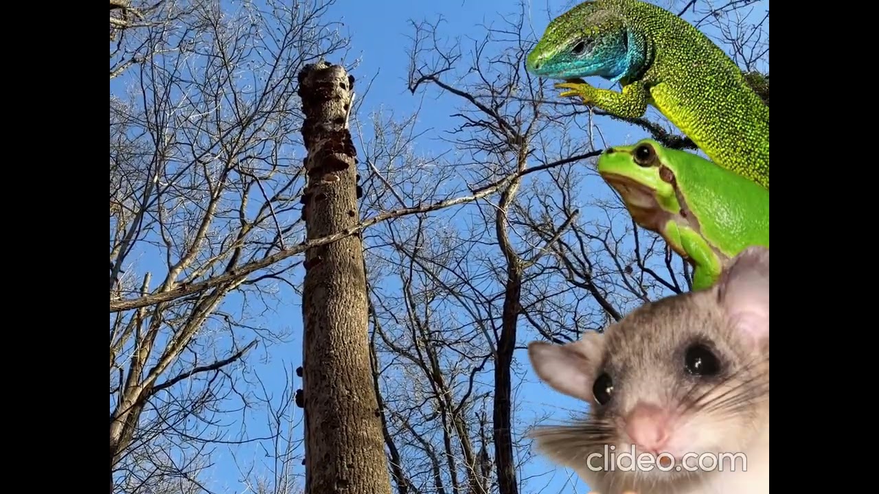 🌳🦋💧 CURIOSITA' DEL PARCO - IL LEGNO MORTO🌳🦋💧