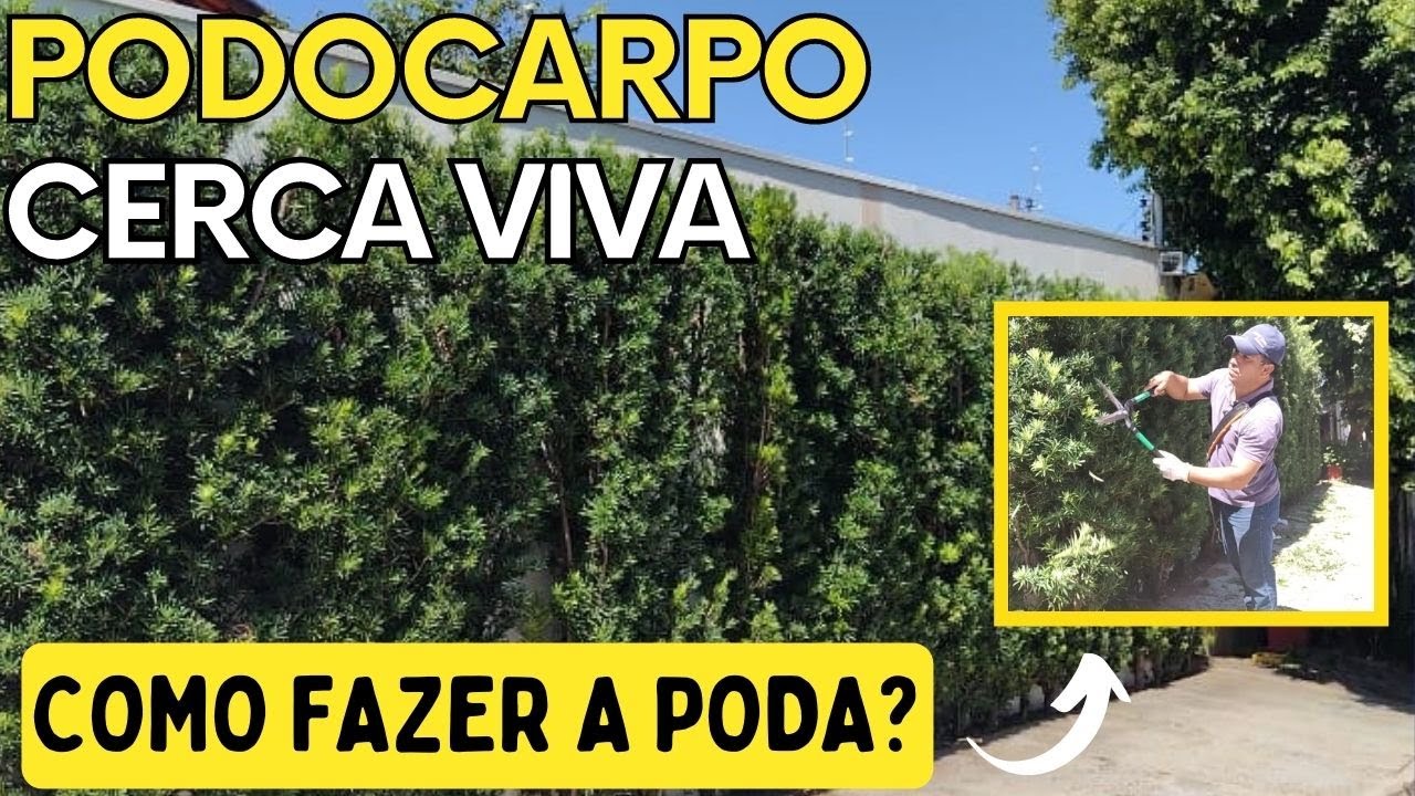 Podocarpo Cerca Viva - Podocarpo Muro - Planta Podocarpo - Poda de Podocarpo