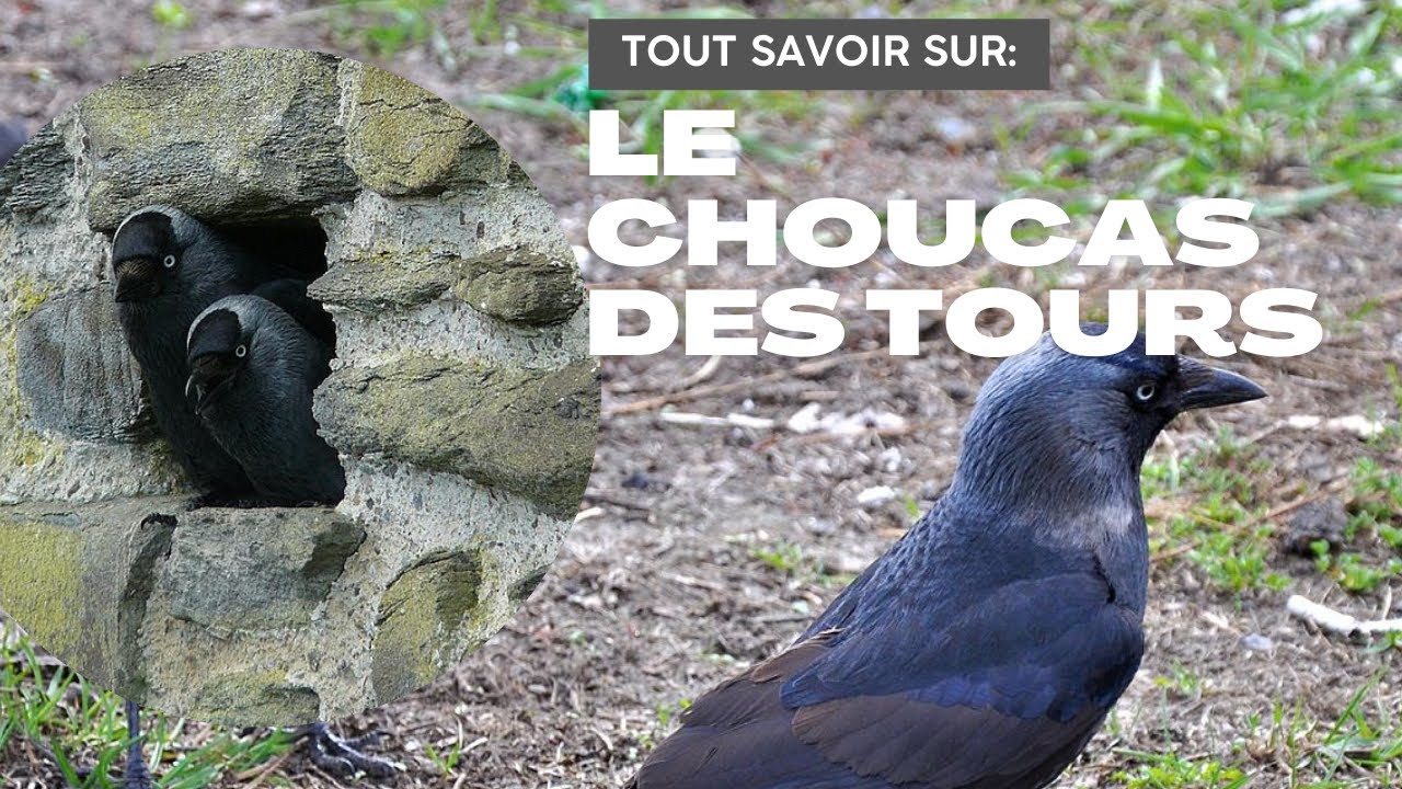Le cousin du corbeau - Choucas des tours ( Coloeus monedula )