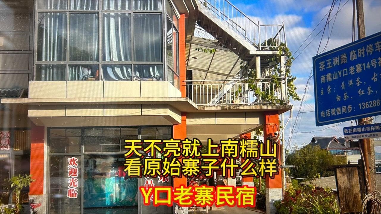 天不亮就上南糯山了！看看原始的寨子什么样？原来茶树就这么高吗