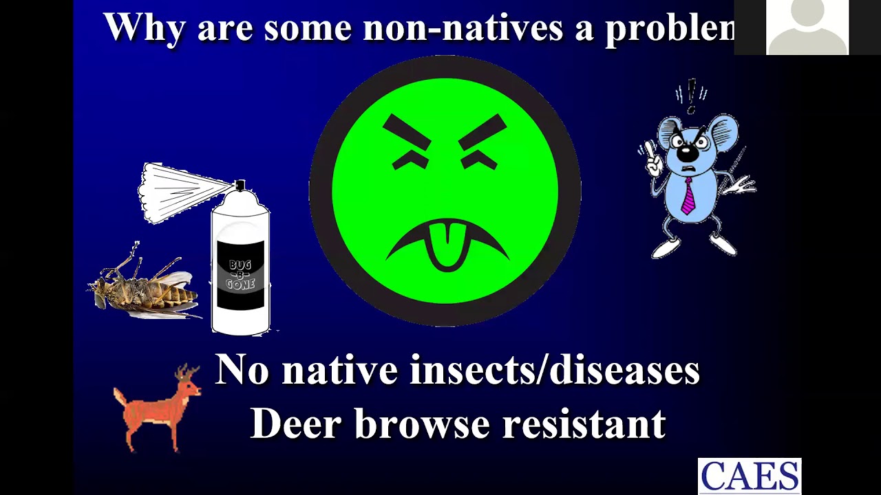 Deer, Canopy Cover, and Forest Regeneration