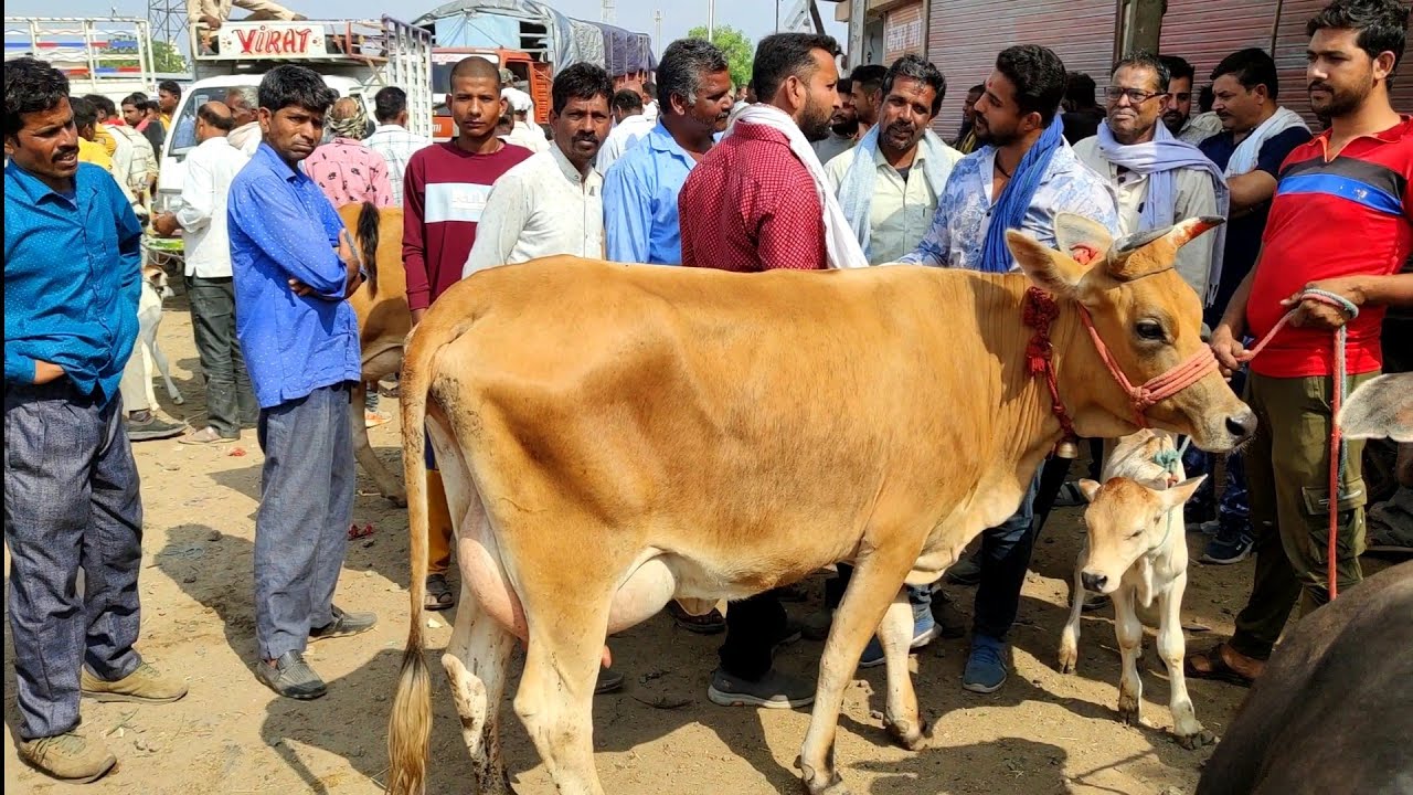 भारत की सबसे सस्ती गाय मंडी शुरुआती कीमत Rs 5-6 हजार रु biggest #cowmandi depalpur | cow dairy farm