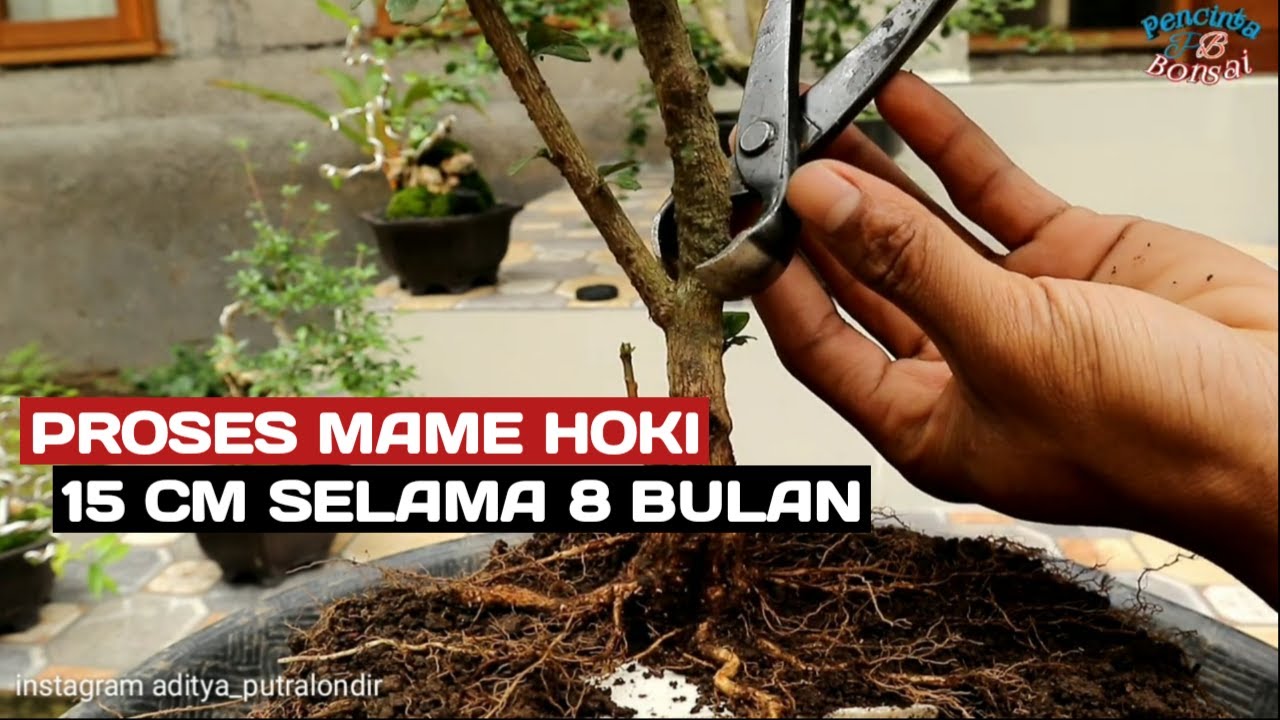 Proses mame HOKI 15 cm selama -+8 bulan, hasilnya MANTAPS👍👍👍