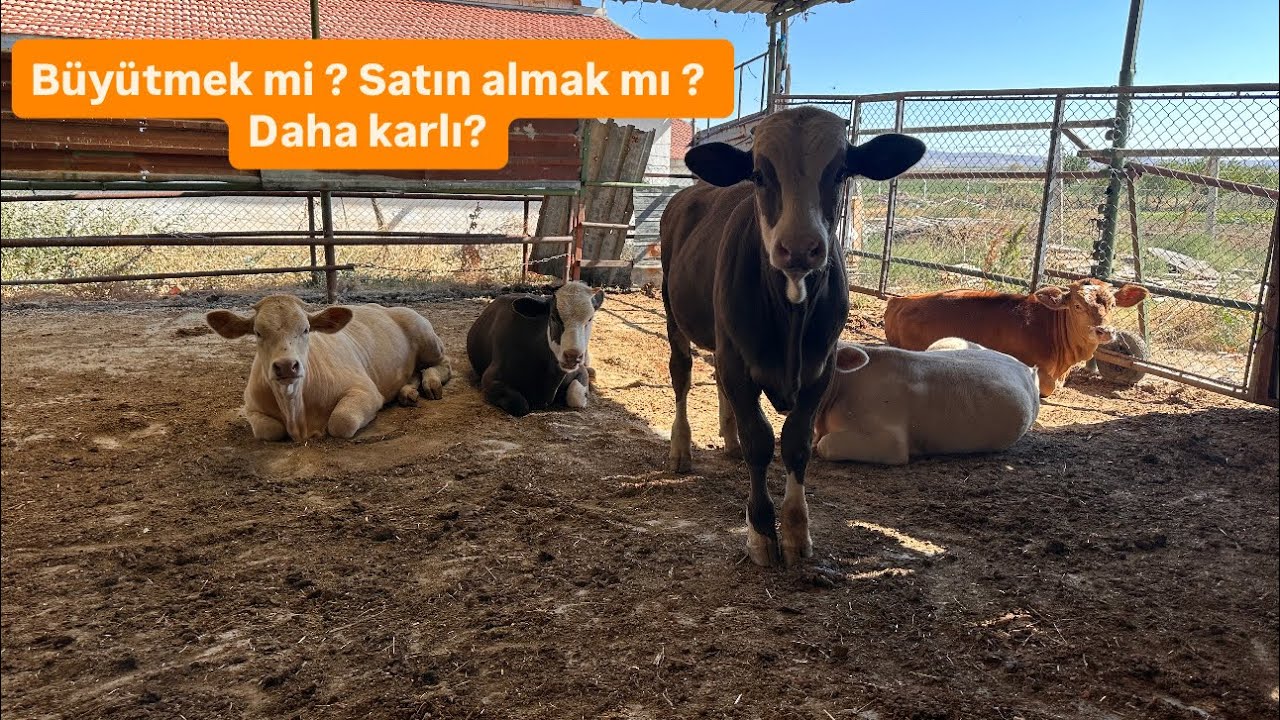 Damızlık ineği Buzağıdan Büyütmek mi Yoksa Gebe Şeklinde Satın Almak mı Daha Karlı? 