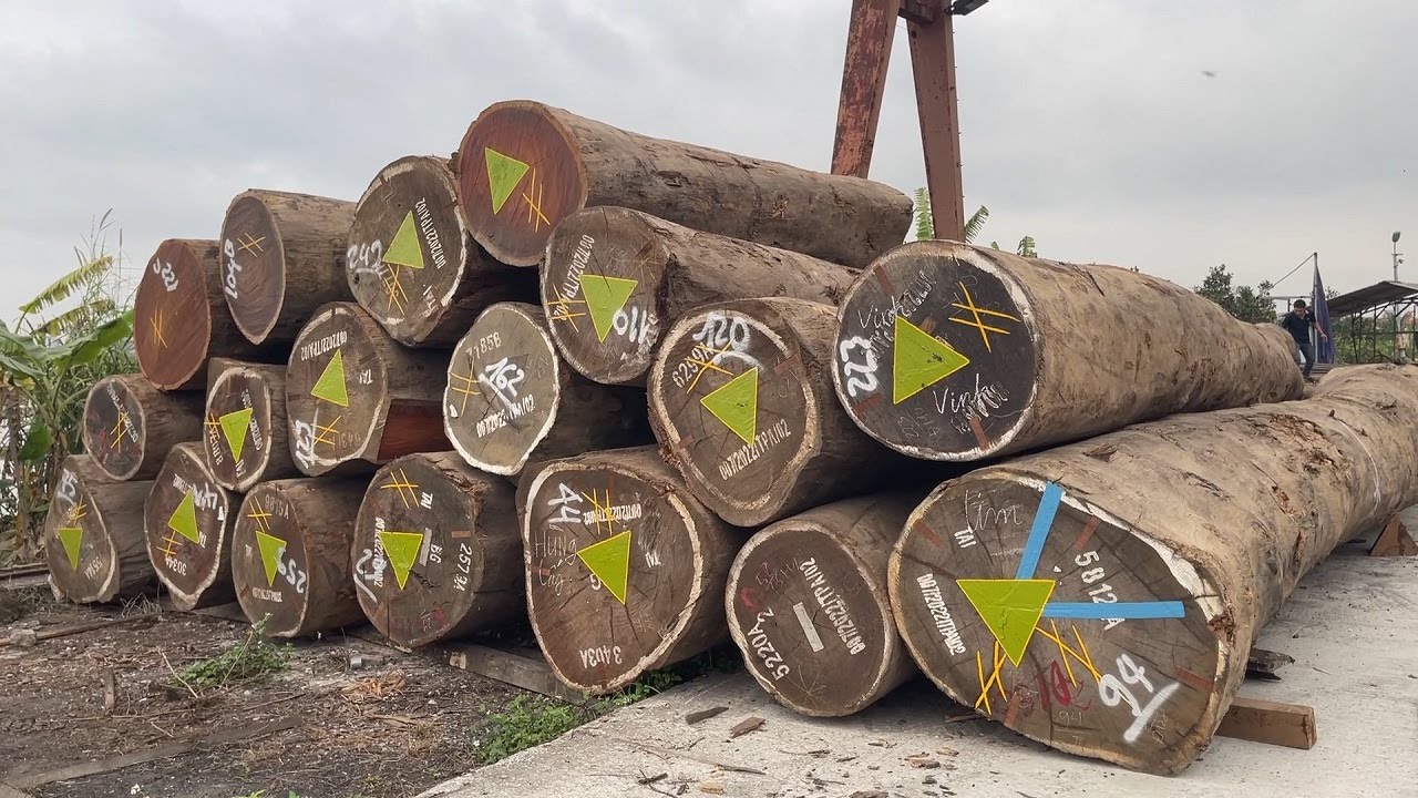 Extremely Large Wood Production Process - Rare Wood Sawing Technique