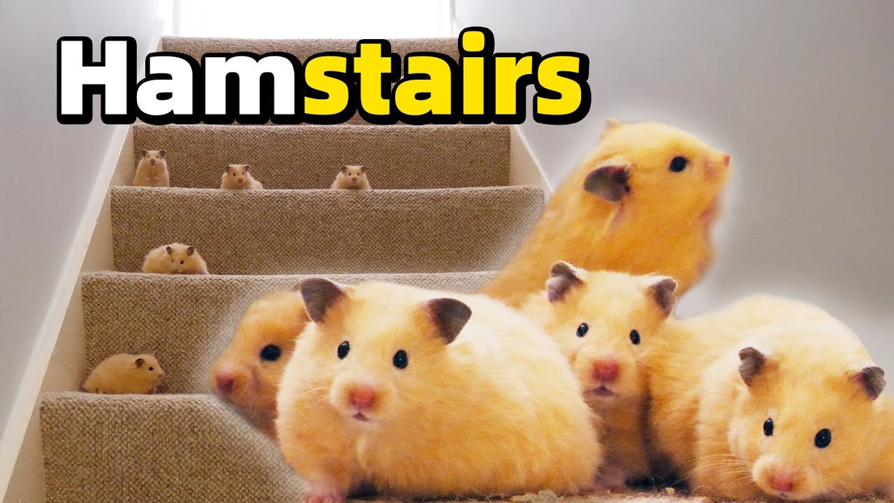 Младенцы хомяка vs Лестница /Baby Hamsters vs Stairs
