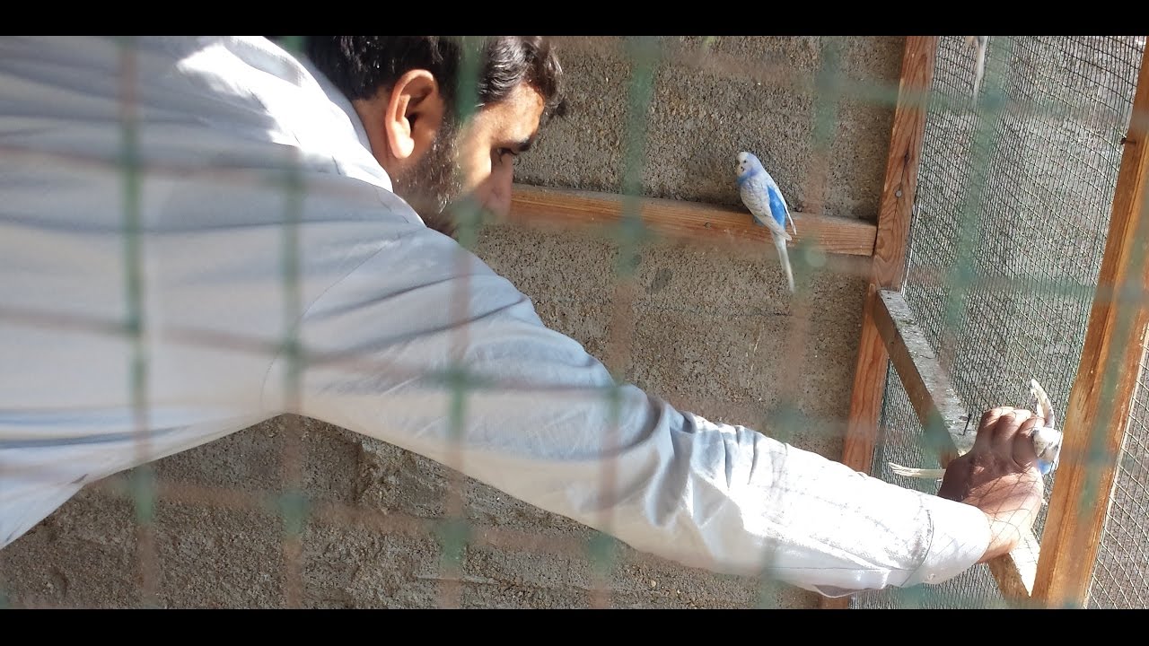 Budgies Parrots Colony se parrots kaise pakre aise video kabhi nahi dekhi hogi in Urdu/Hindi.