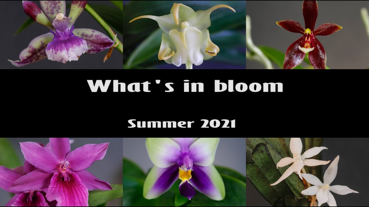 What's in Bloom - Orchids // Summer 2021