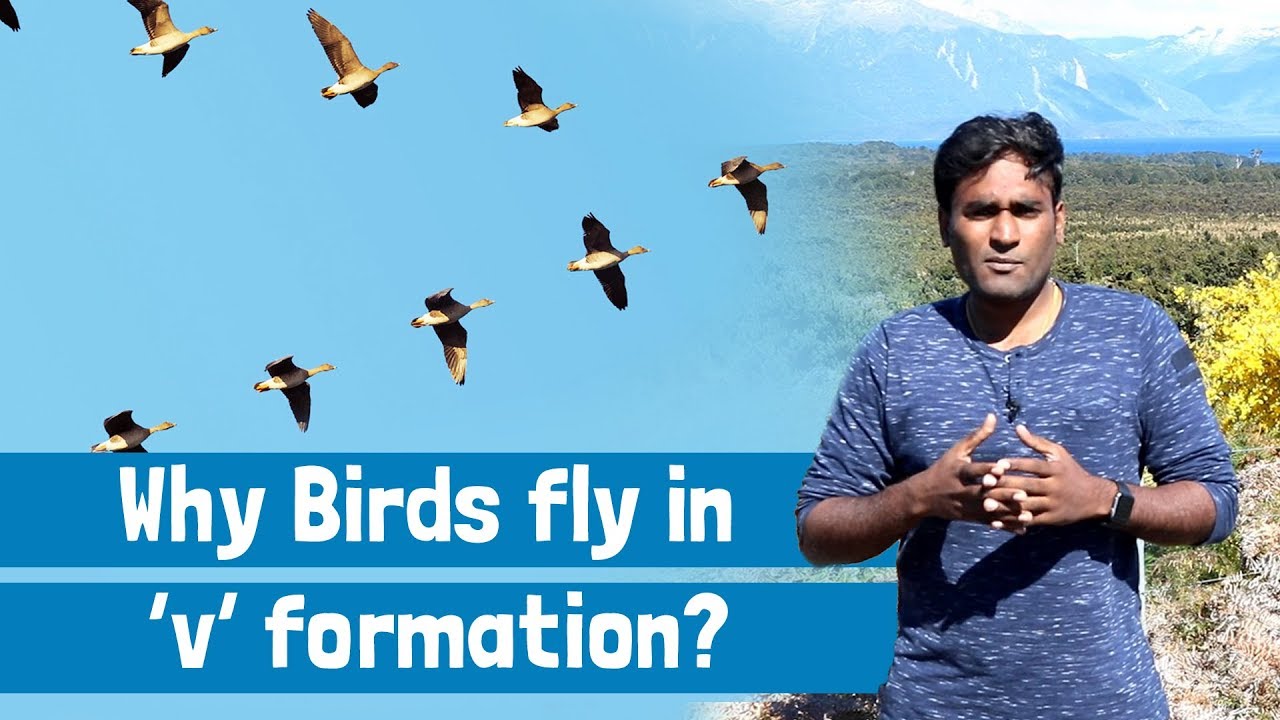 Why birds fly in V shape? | Tamil | LMES