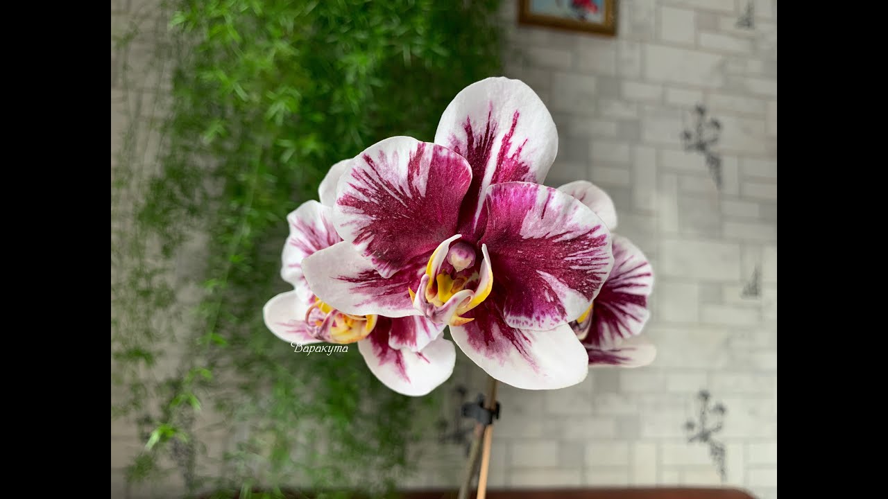Phal.Woo Doo