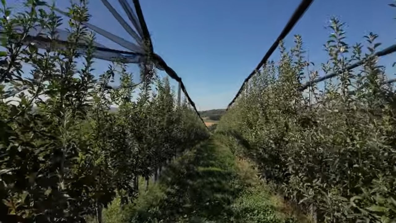 &Scaron;umadijsko voćarstvo - jabuka podbacila, a radnika ni od KOROVA!