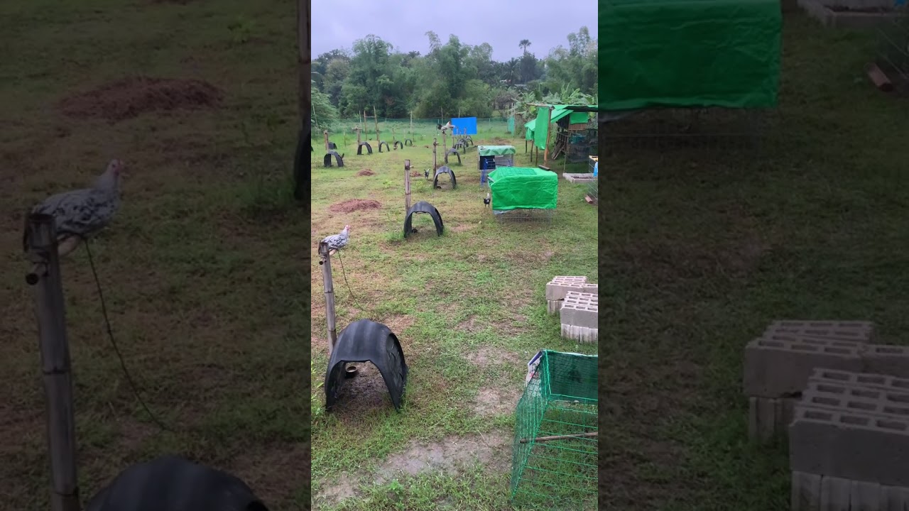 Backyard level brooding method personal #backyardbreeder  #manok  #chicken 