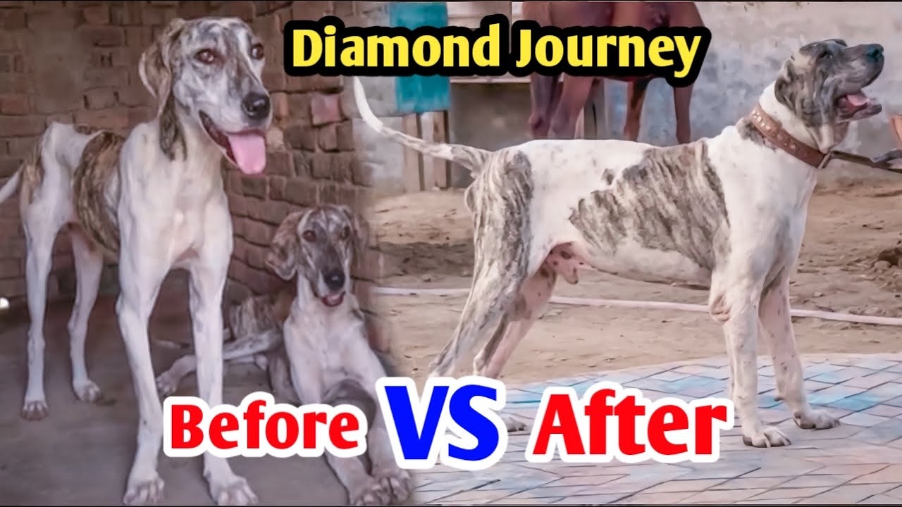 Ghouri Farms ka Hero: Diamond | Recovery of a Bully Dog