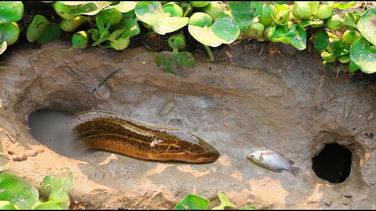 Creative Easy Hole to Catch Eel with Plastic Bottle