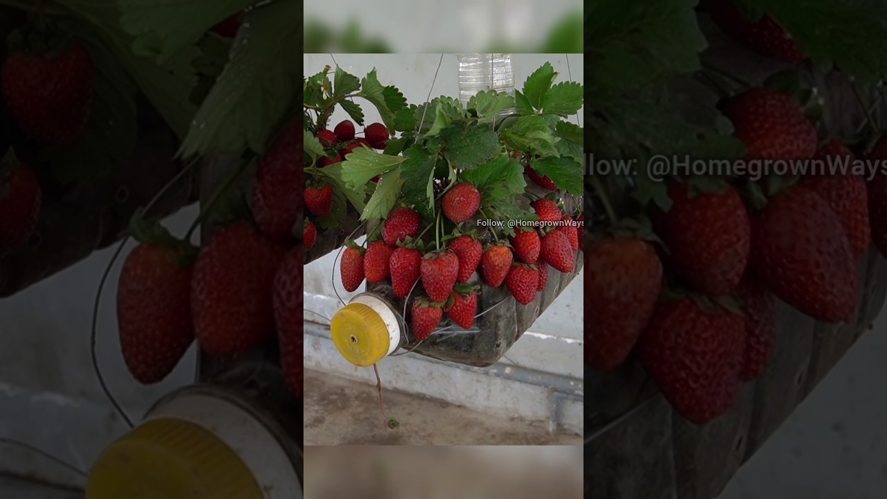 How to grow strawberries at home #garden #roomtogrow #growathome #growingvegetables