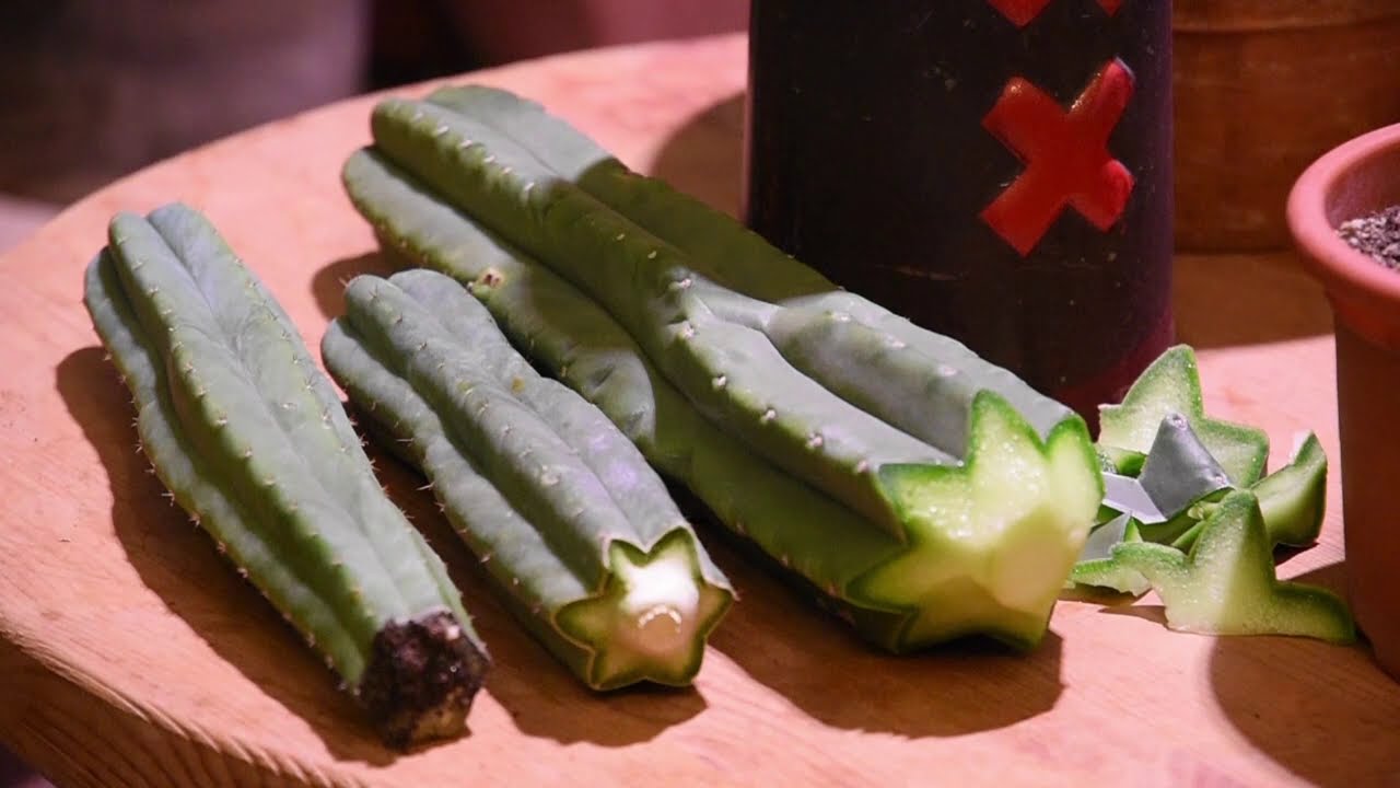 San pedro Kaktus, Kultur und Kultivierung. Trichocereus pachanoi, peruvianus, bridgesii, scopulicola