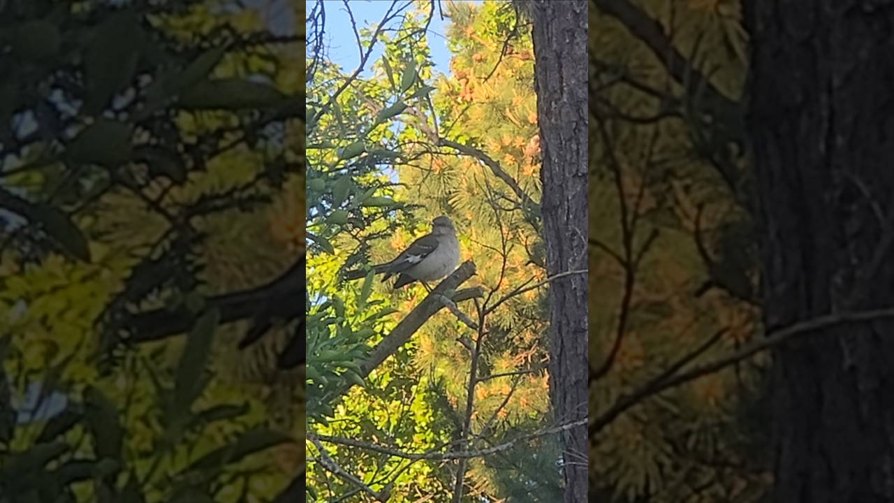 Beautiful Birdie Perched On A Branch  - Brick Township NJ
