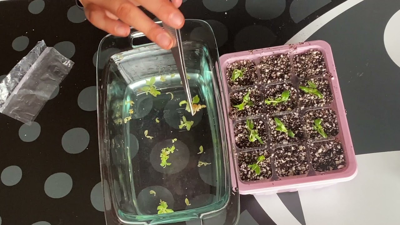 TISSUE CULTURE 101 | PART 7 | Sterilizing Plantlets in Vitro