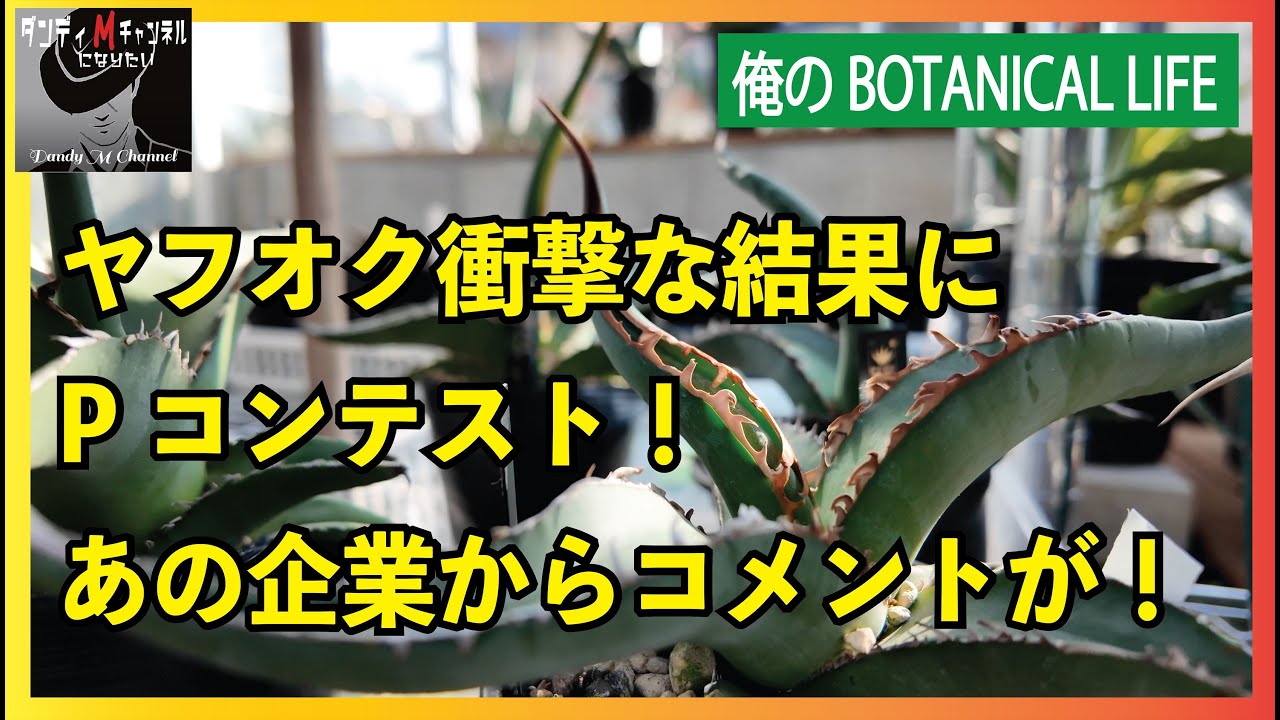 【衝撃の結果】ヤフオクで出したアガベ「たぶんピーコッキー」の結果発表！　そして「ピーコッキーコンテスト」の企画発表！　四国ガーデンさんのコメントが出たので私のコメントも