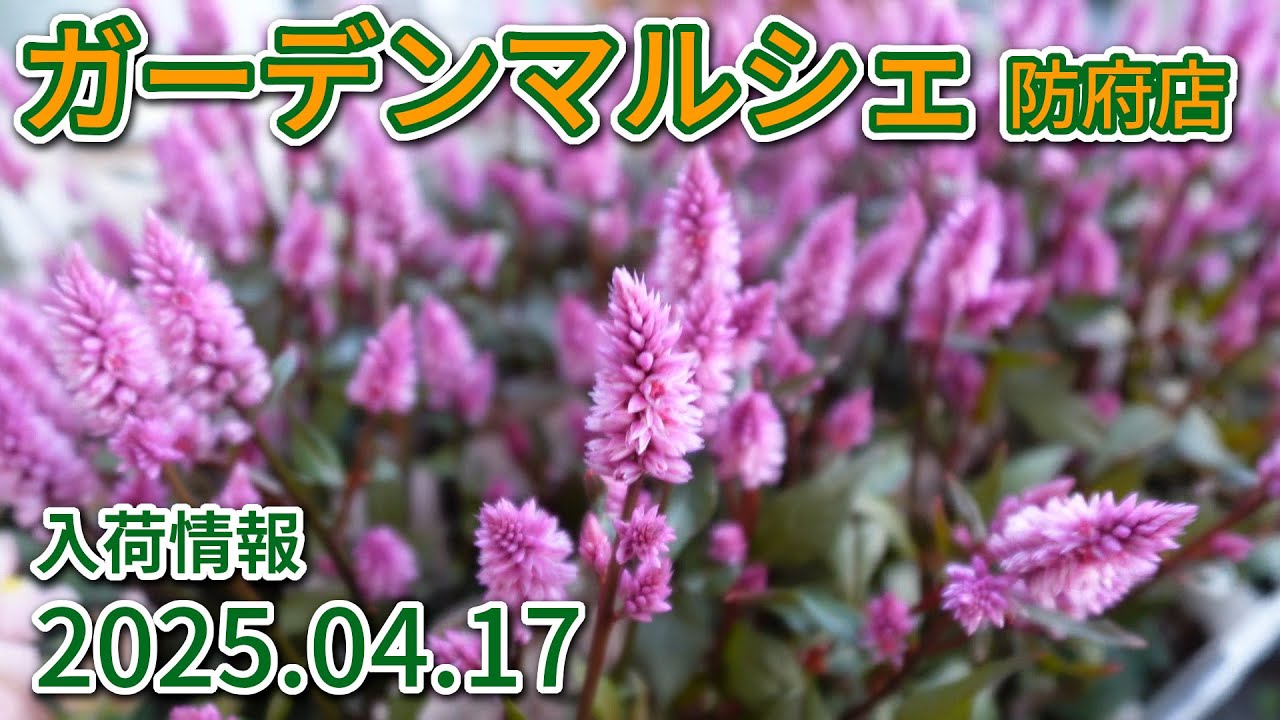 2025年4月17日 ガーデンマルシェ防府店 今週の入荷情報