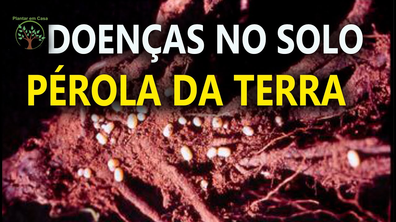 Pérola da terra na Cultura da Videira com a Embrapa