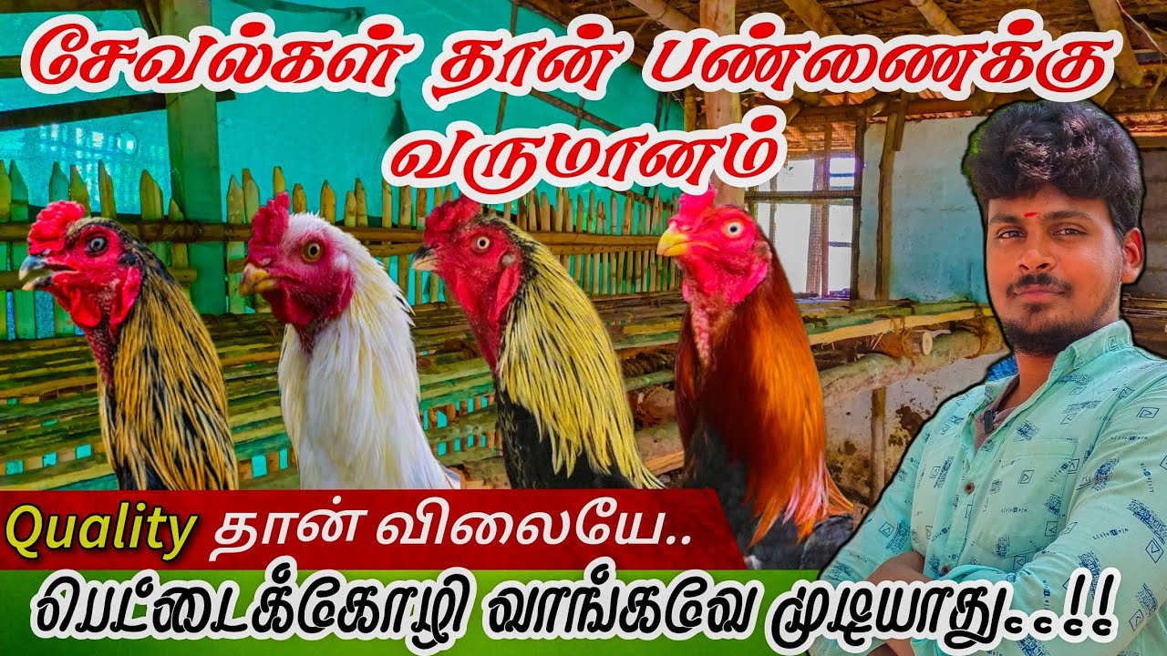 பண்ணையில் சேவல்கள் தான் வருமானம் தரும் |தரமான கோழிகள் தான் விலையை நிர்ணயிக்கும் | #FarmingTechniques