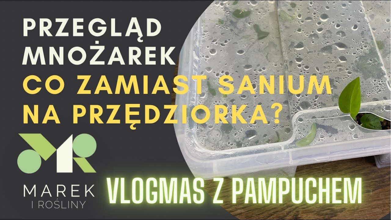 Przegląd mnożarek i środek na przędziorka zamiast Sanium - vlogmas z Pampuchem