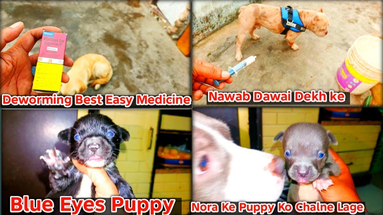 Deworming Best Easy Medicine!! Blue Eyes Puppy!! Nora Ke Puppy chalne Lage!! Nawab Dawai Dekh ke bhg