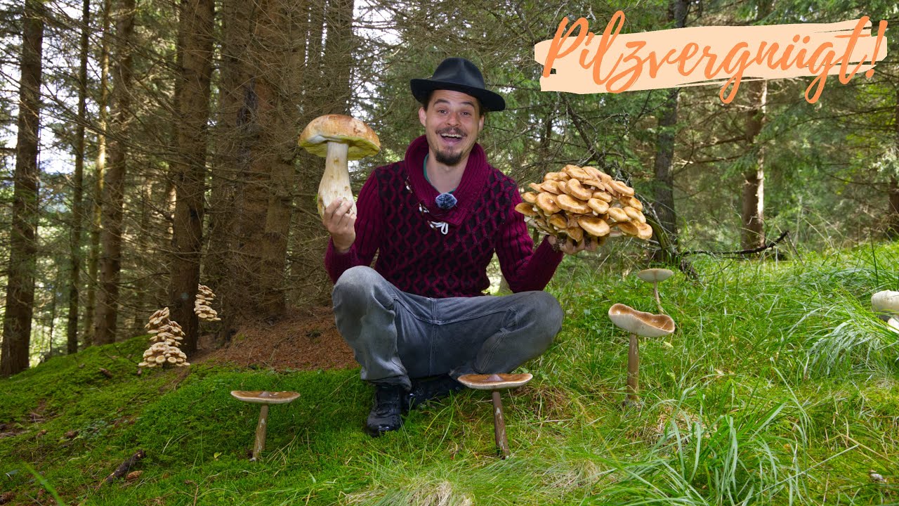 PILZEXPLOSION zum Herbstbeginn 😍 Frische Steinpilze, Pfifferlinge und neue Speise- & Giftpilze