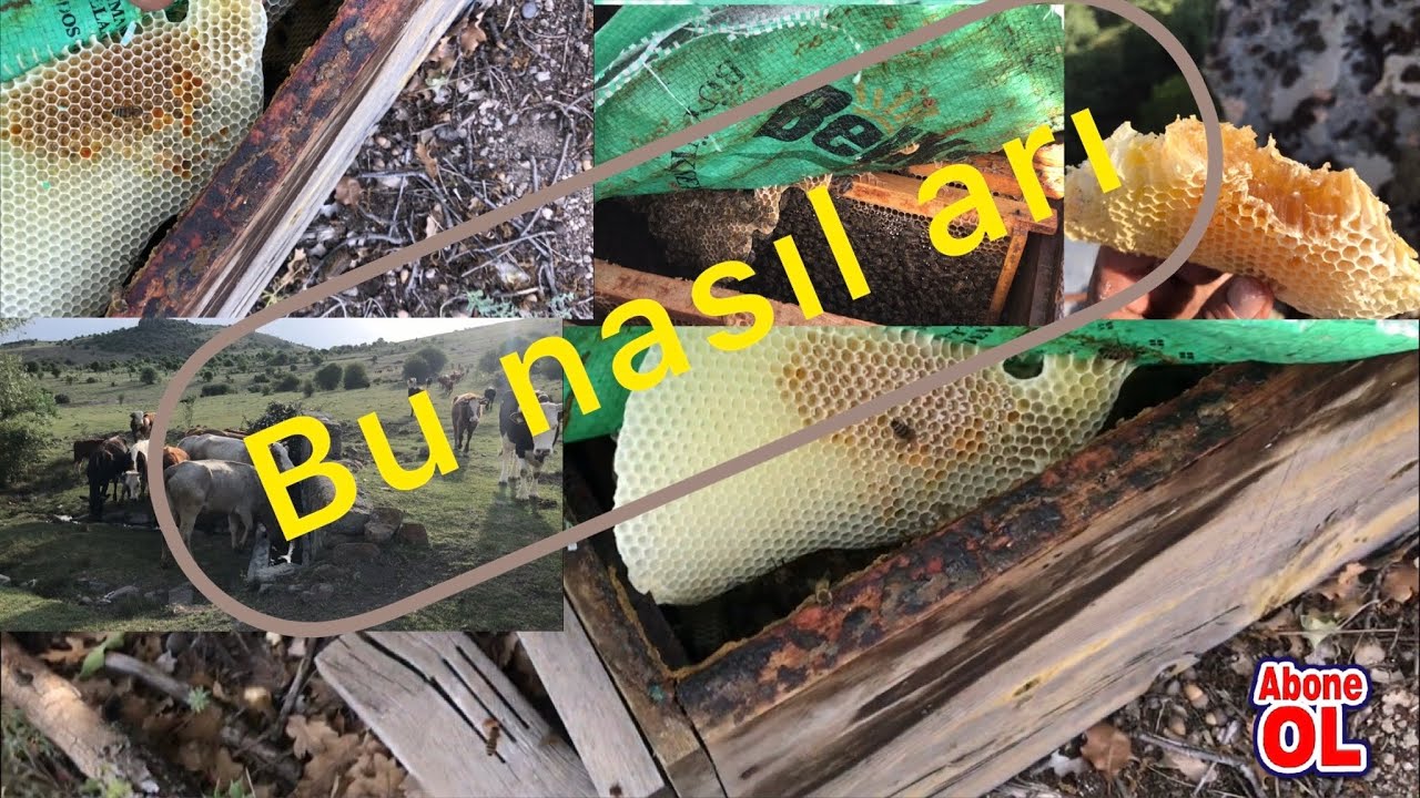Tuzak kovanlara gelen oğullar(arılar)