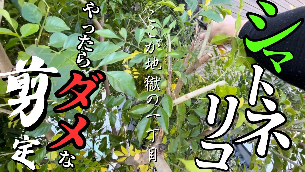 【シマトネリコ剪定】大きくなり過ぎた樹形を軽やかに縮小✨〜今すぐリセットしたい時はこんな切り方もアリ⁉︎〜