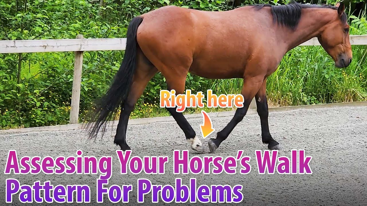 Easiest Way To Tell If Your Horse Is Stepping (Tracking) Properly