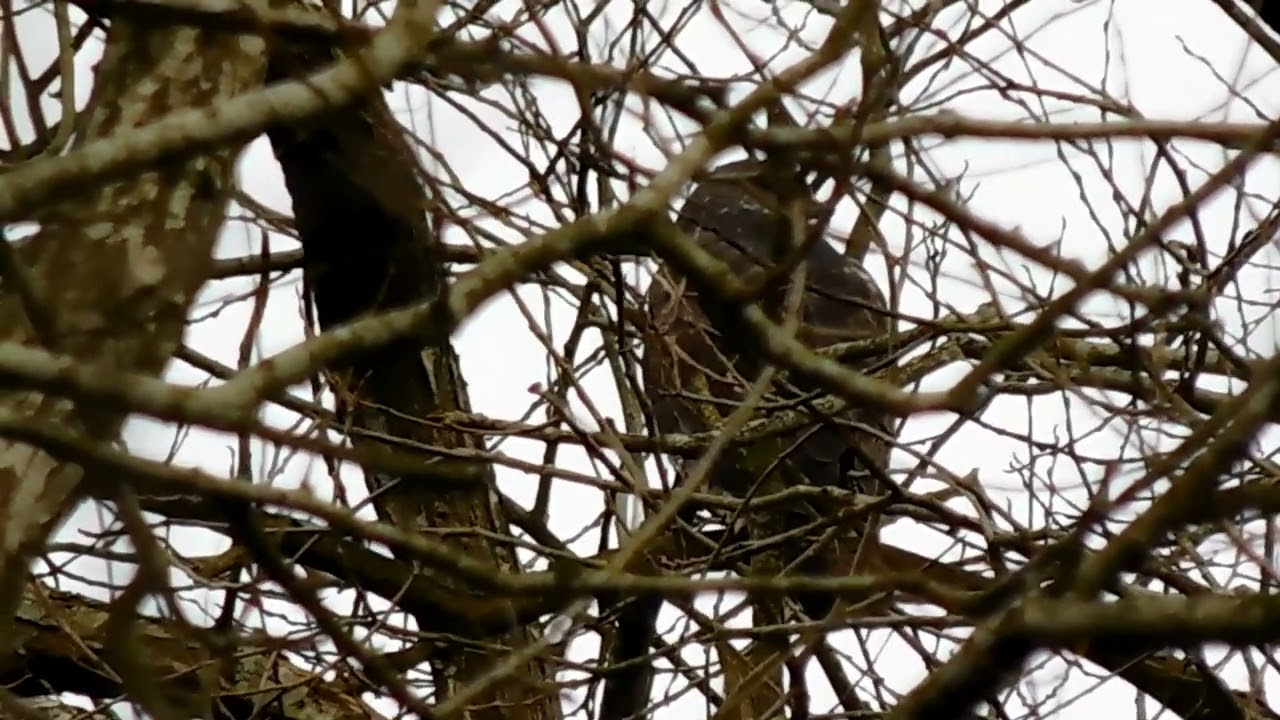 Common Buzzard