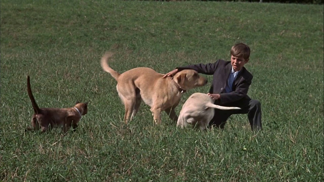 The Incredible Journey (1963) Theatrical Trailer - HD Remake