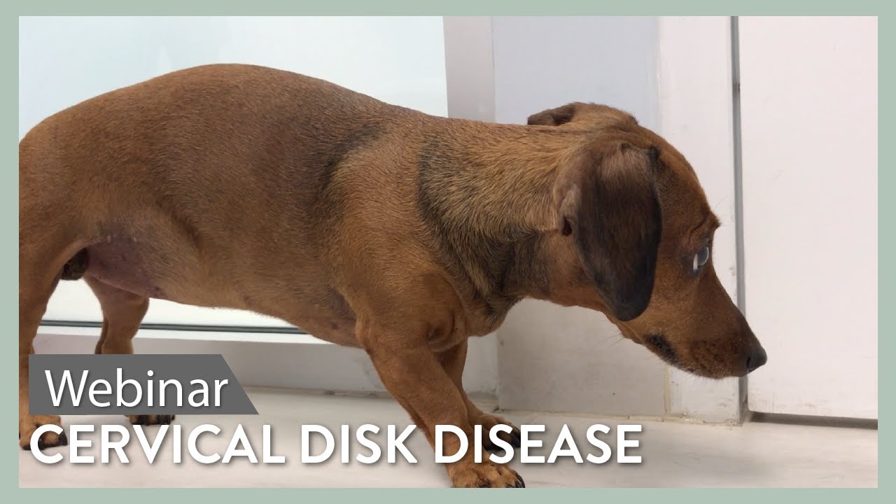 A Pain In The Neck! A Review Of Cervical IVDD in Dogs || SEVN Webinar Lecture #6