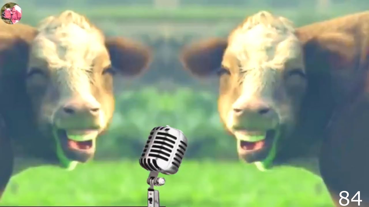 FUNNY COW DANCE 84 |  COW LOVELY MOOING SOUNDS WITH VERY FUNNY COW VIDEOS |  COWS MUSIC