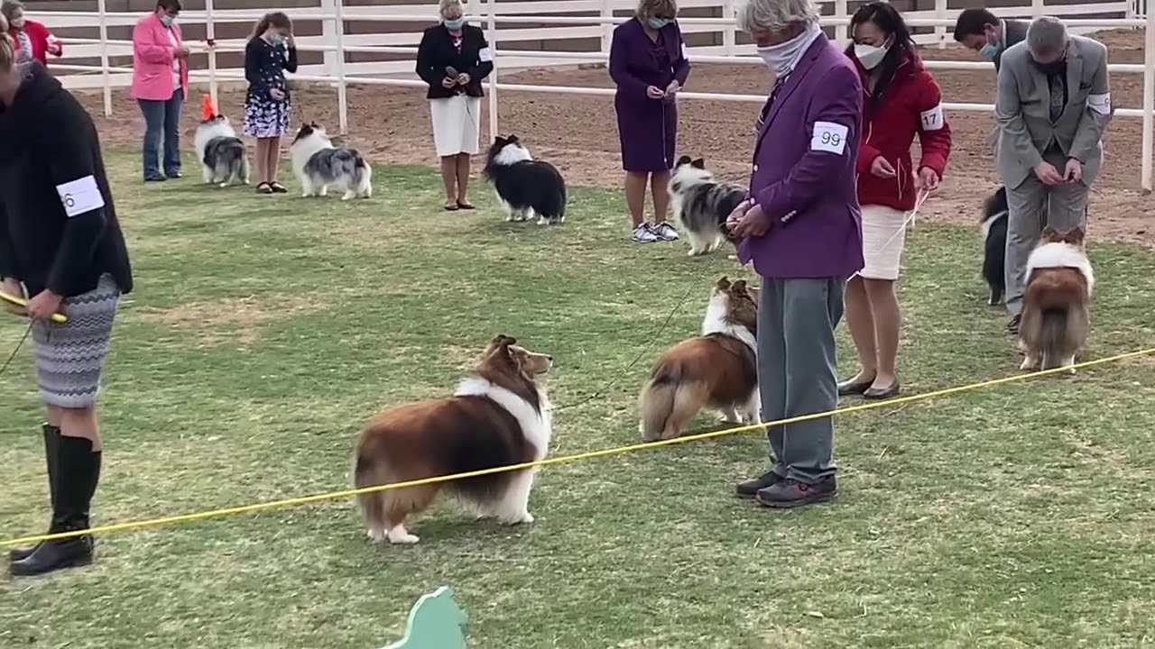 Beautiful Shelties at 2021 metro Phoenix AKC Major Specialty dog show
