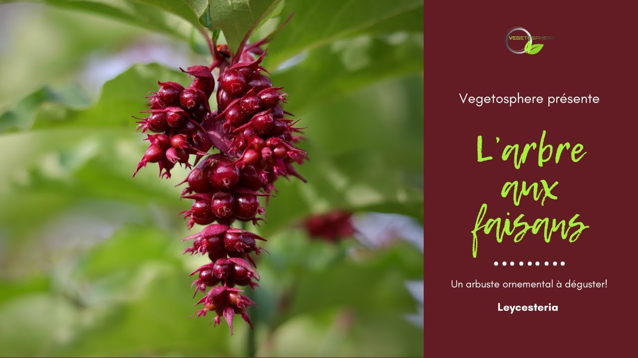 L'arbre à faisan, Leycesteria #vegetosphere #Leycesteria #Arbreauxfaisans